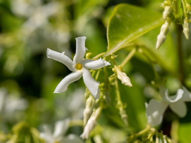 Prossimo piano di una pianta a fiori bianchi