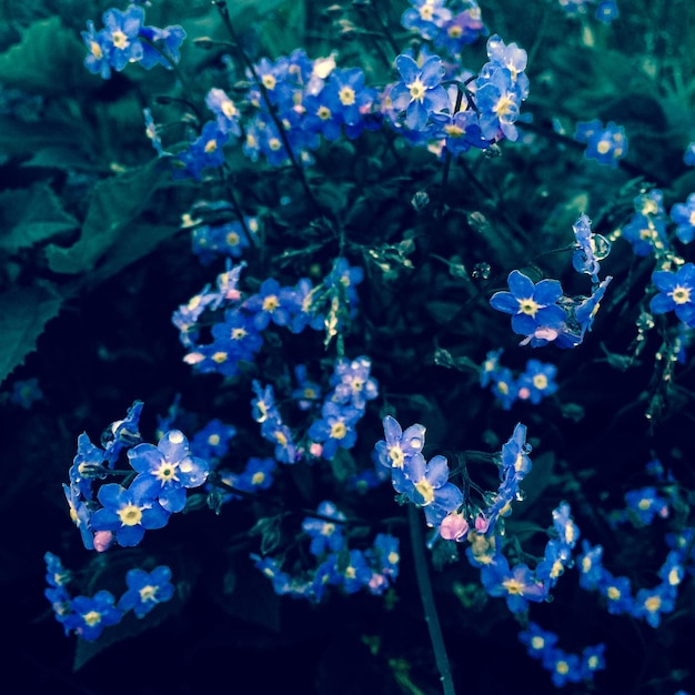 Prossimo piano di una pianta a fiori blu