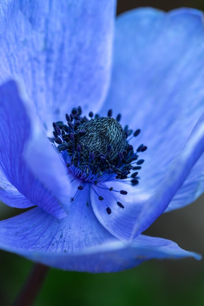 Prossimo piano di una pianta a fiori blu