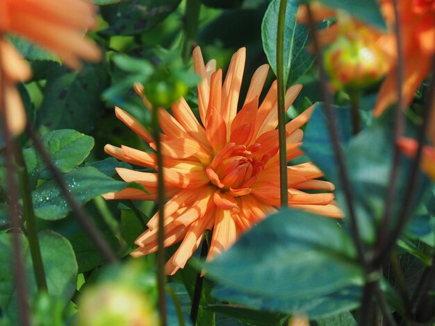 Prossimo piano di una pianta a fiori d'arancia