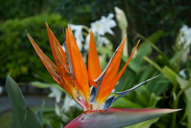 Prossimo piano di una pianta a fiori d'arancia