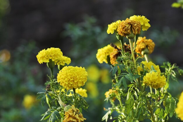 Prossimo piano di una pianta a fiori gialli