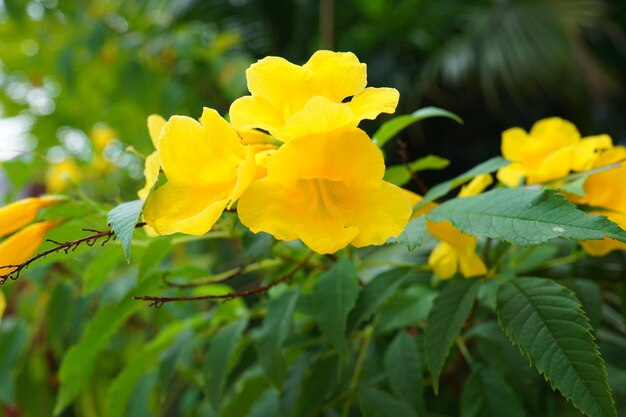 Prossimo piano di una pianta a fiori gialli
