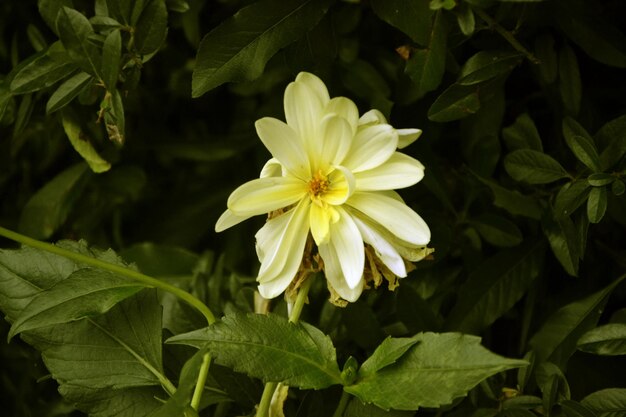 Prossimo piano di una pianta a fiori gialli