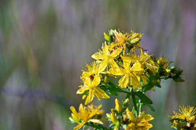 Prossimo piano di una pianta a fiori gialli