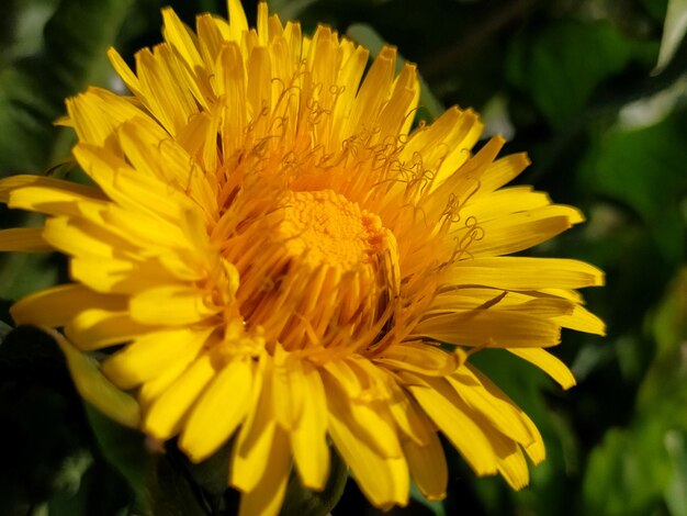 Prossimo piano di una pianta a fiori gialli