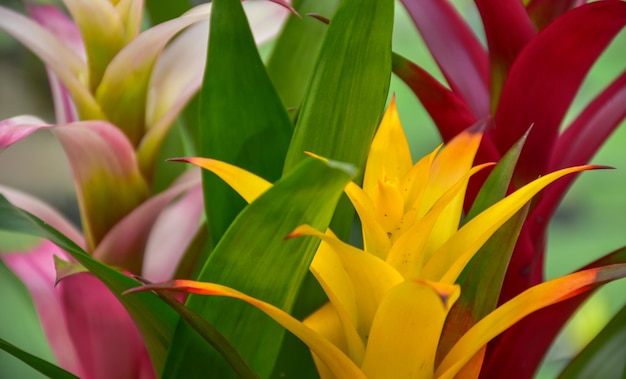 Prossimo piano di una pianta a fiori gialli