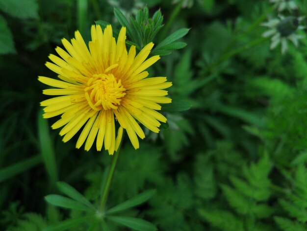 Prossimo piano di una pianta a fiori gialli