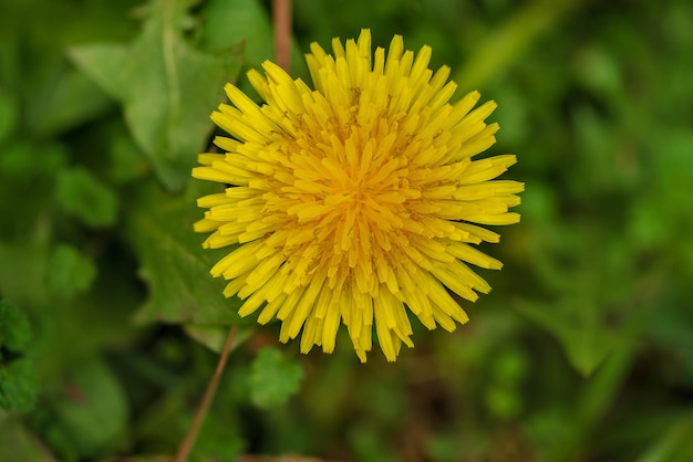 Prossimo piano di una pianta a fiori gialli