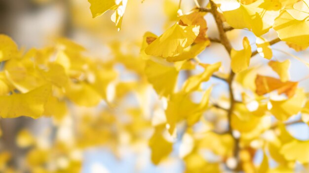 Prossimo piano di una pianta a fiori gialli