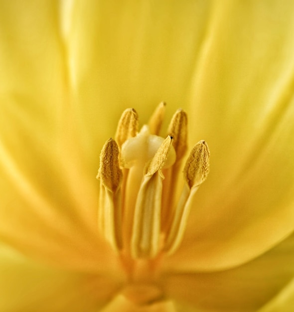 Prossimo piano di una pianta a fiori gialli