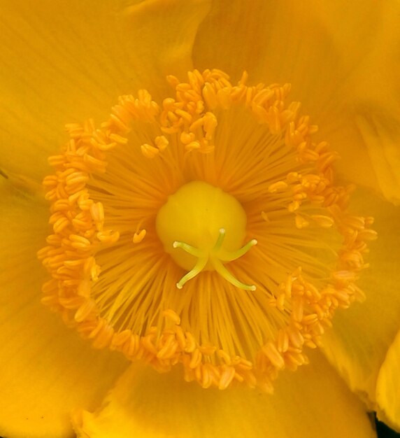 Prossimo piano di una pianta a fiori gialli