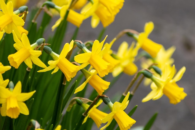 Prossimo piano di una pianta a fiori gialli