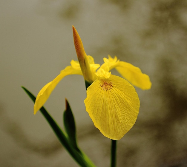Prossimo piano di una pianta a fiori gialli