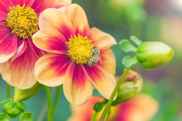 Prossimo piano di una pianta a fiori gialli