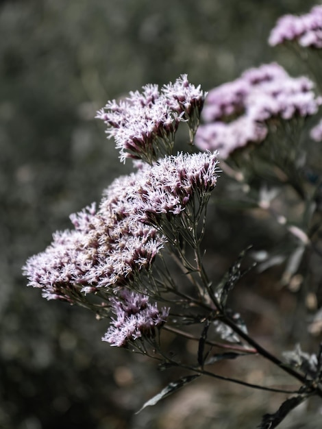 Prossimo piano di una pianta a fiori rosa durante l'inverno