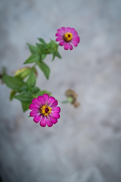 Prossimo piano di una pianta a fiori rosa