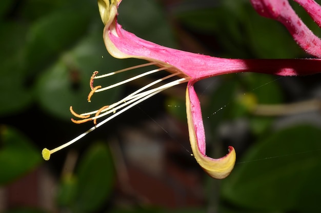 Prossimo piano di una pianta a fiori rosa