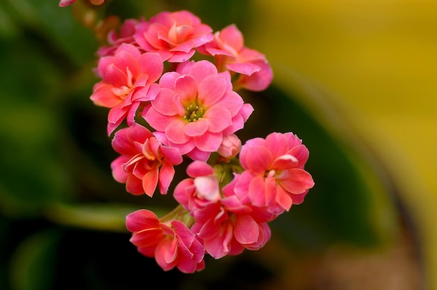 Prossimo piano di una pianta a fiori rosa