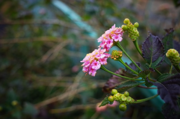 Prossimo piano di una pianta a fiori rosa