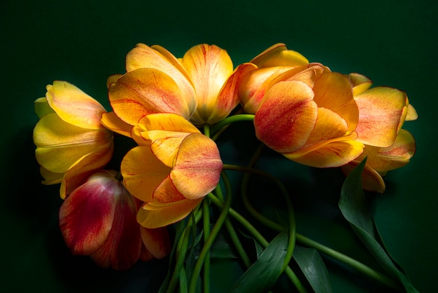 Prossimo piano di una pianta a fiori rosa