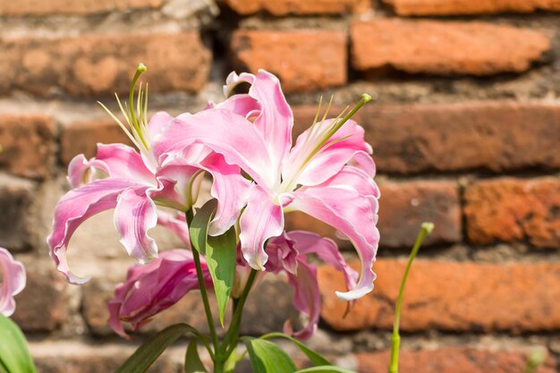 Prossimo piano di una pianta a fiori rosa