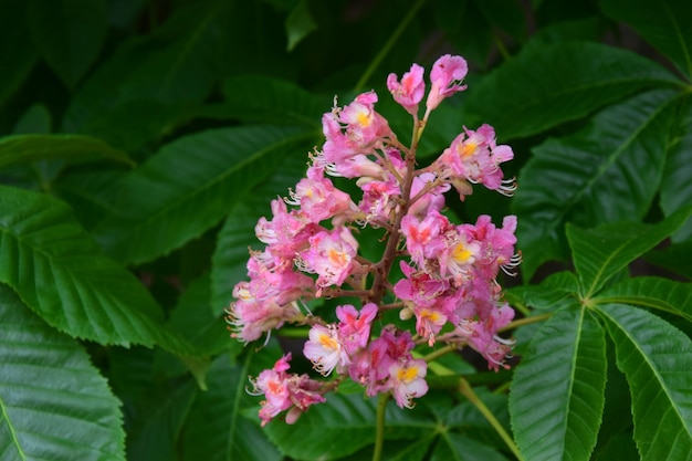 Prossimo piano di una pianta a fiori rosa