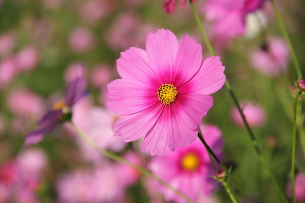 Prossimo piano di una pianta a fiori rosa