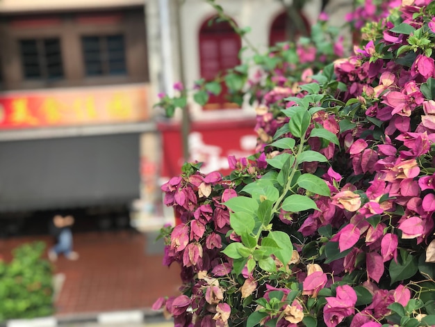 Prossimo piano di una pianta a fiori rosa