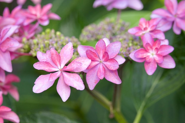 Prossimo piano di una pianta a fiori rosa