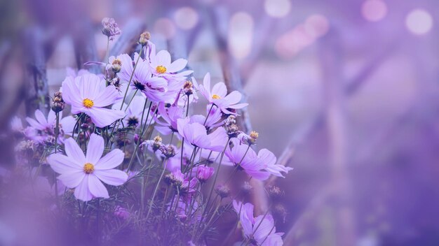 Prossimo piano di una pianta a fiori rosa