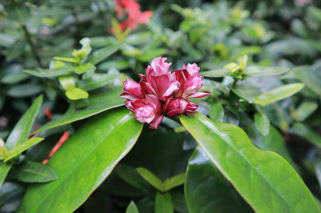 Prossimo piano di una pianta a fiori rosa