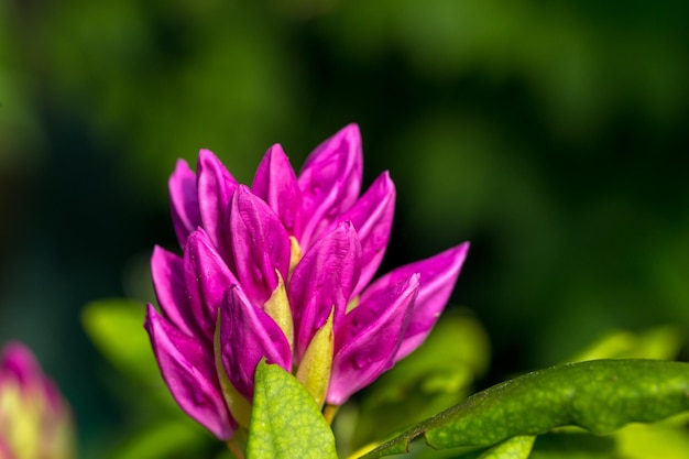 Prossimo piano di una pianta a fiori rosa