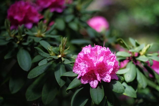 Prossimo piano di una pianta a fiori rosa