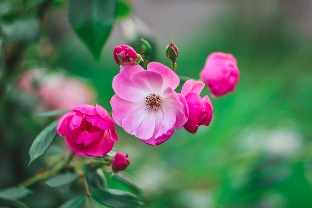 Prossimo piano di una pianta a fiori rosa