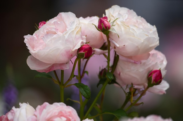 Prossimo piano di una pianta a fiori rosa