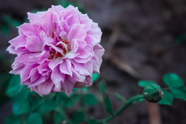 Prossimo piano di una pianta a fiori rosa
