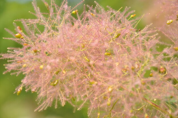 Prossimo piano di una pianta a fiori rosa