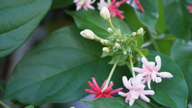 Prossimo piano di una pianta a fiori rosa