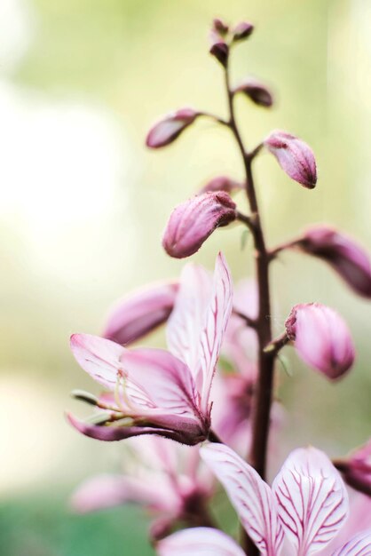 Prossimo piano di una pianta a fiori rosa