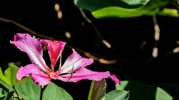 Prossimo piano di una pianta a fiori rosa