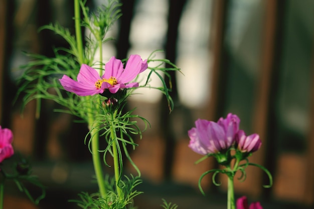 Prossimo piano di una pianta a fiori rosa