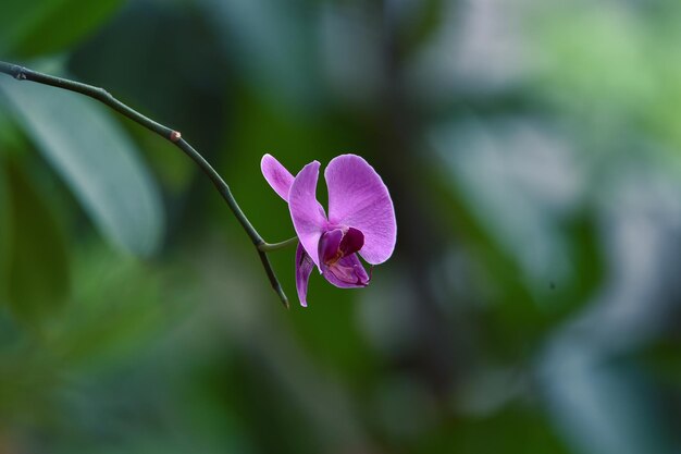 Prossimo piano di una pianta a fiori rosa