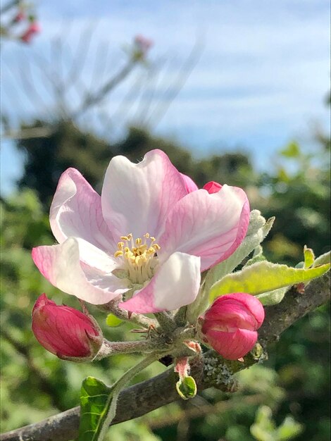 Prossimo piano di una pianta a fiori rosa