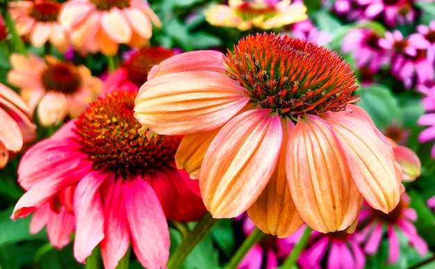 Prossimo piano di una pianta a fiori rosa