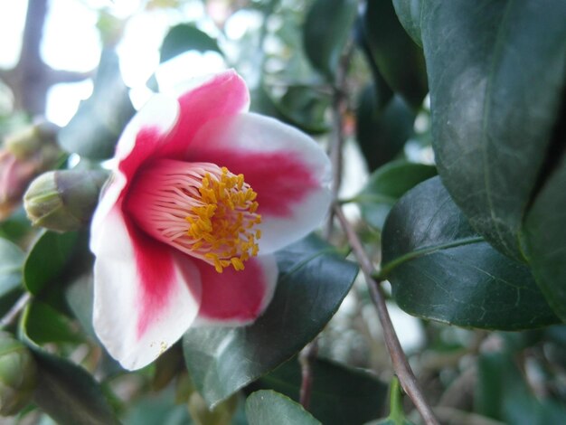 Prossimo piano di una pianta a fiori rosa