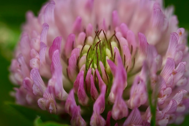 Prossimo piano di una pianta a fiori rosa