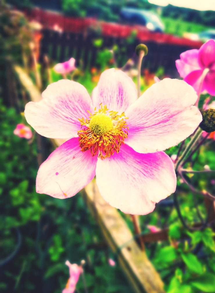 Foto prossimo piano di una pianta a fiori rosa
