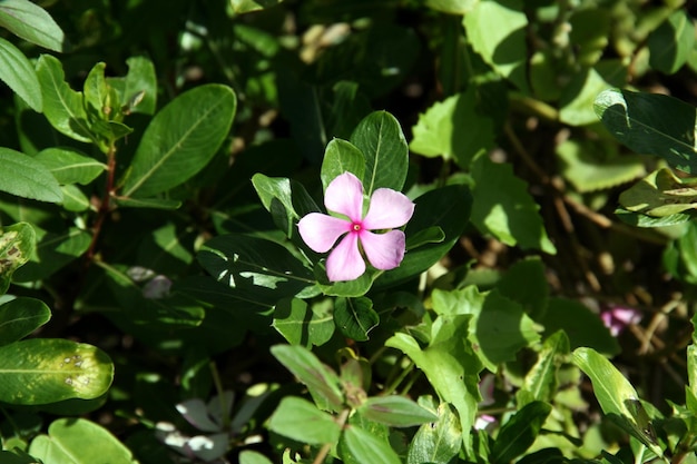 Prossimo piano di una pianta a fiori rosa