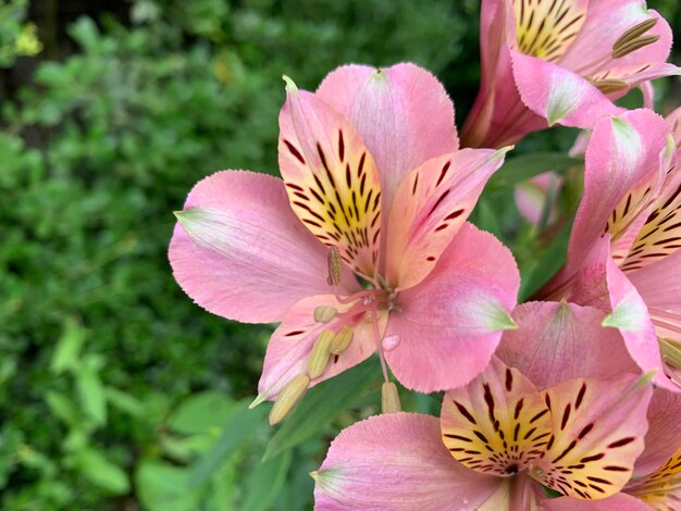 Prossimo piano di una pianta a fiori rosa